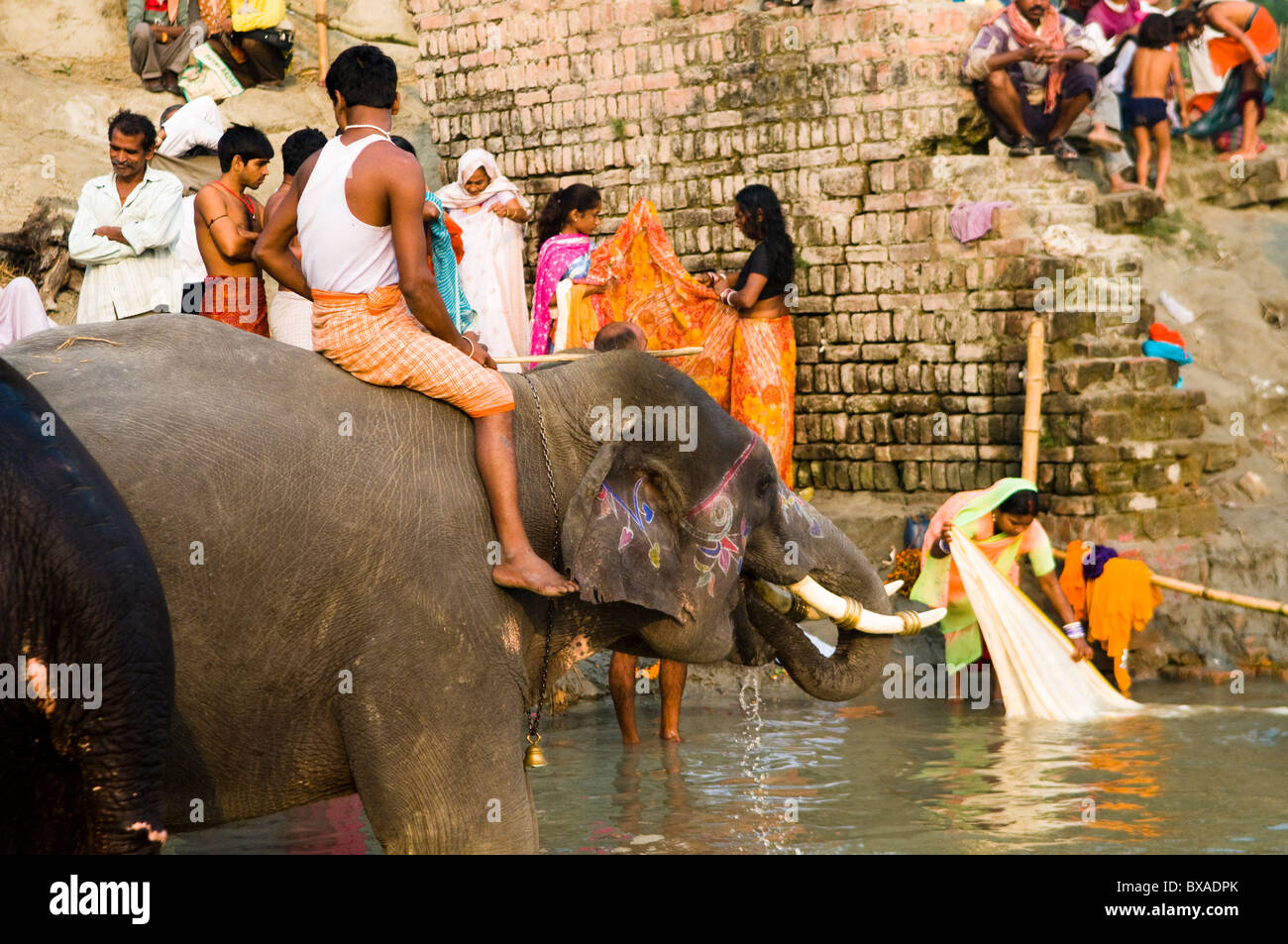 Elefanten in der bunten Sonepur Mela in Bihar. Stockfoto