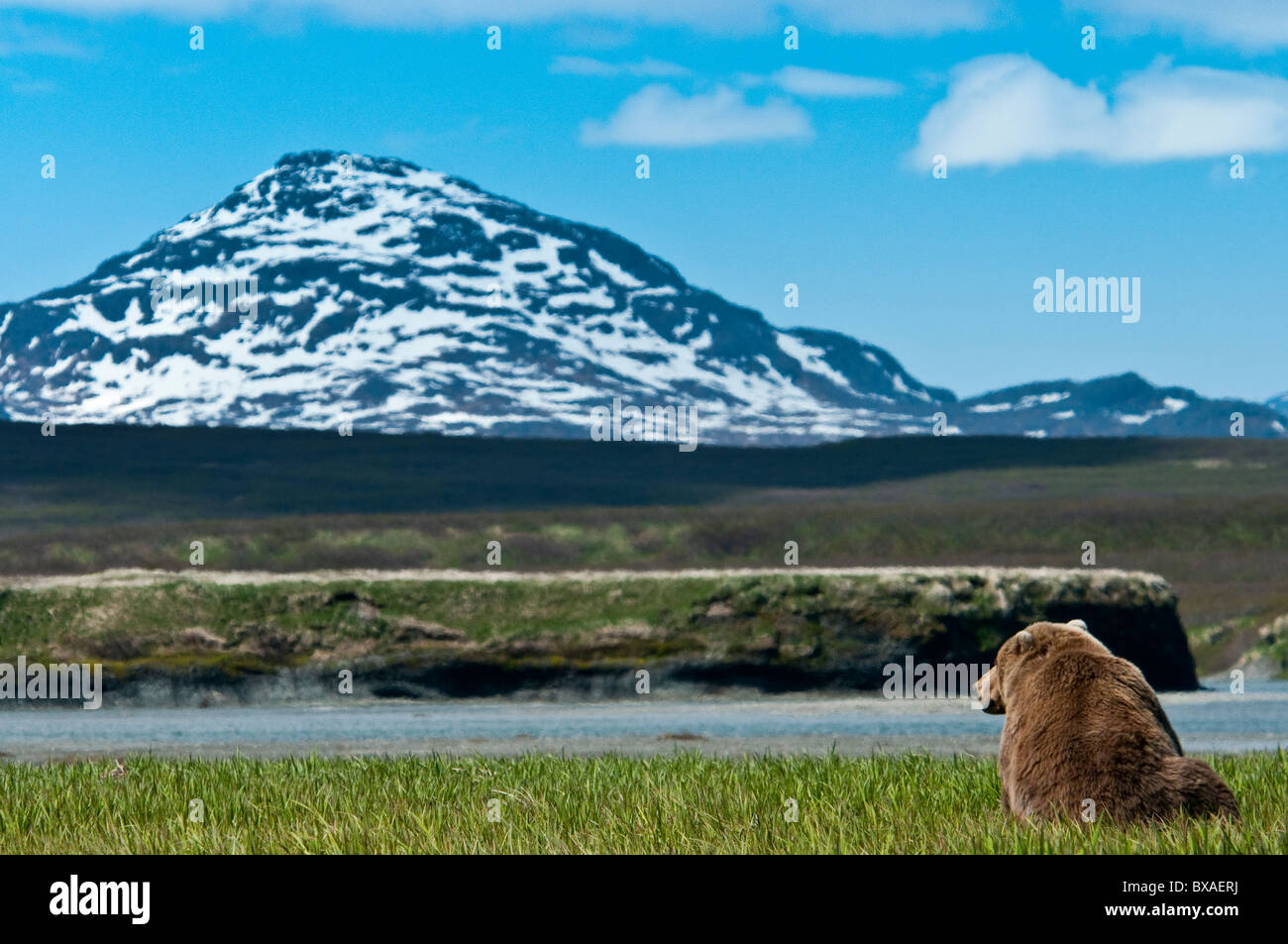 Braune Bären ernähren sich von Segge Rasen früh in der Sommersaison am McNeil River State Game Sanctuary und Zuflucht in Alaska. Stockfoto