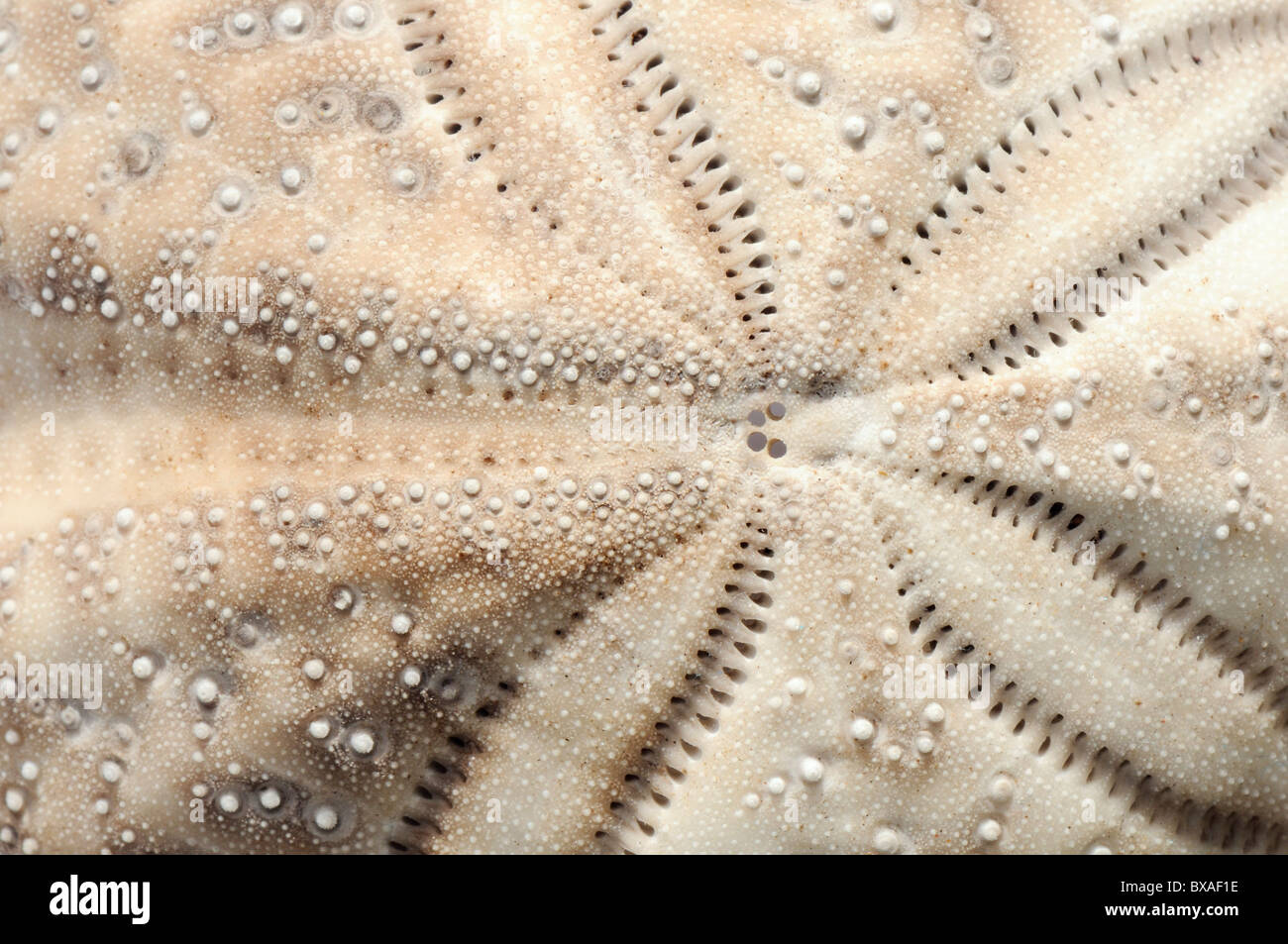 Detaillierte nah bis lila Herz Seeigel Schale (Spatangus Purpureus). Stockfoto