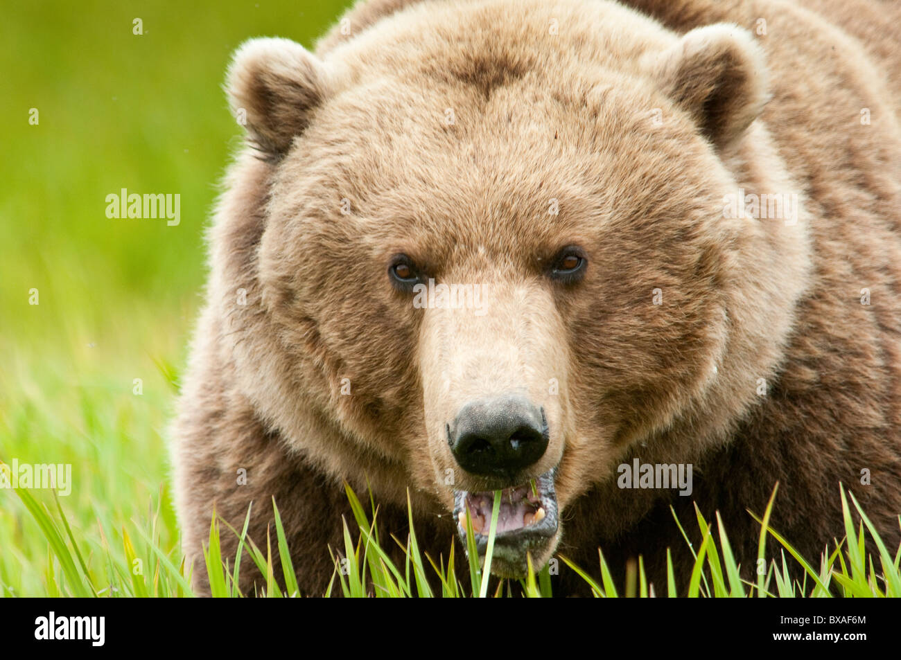 Braune Bären ernähren sich von Segge Rasen früh in der Sommersaison am McNeil River State Game Sanctuary und Zuflucht in Alaska. Stockfoto