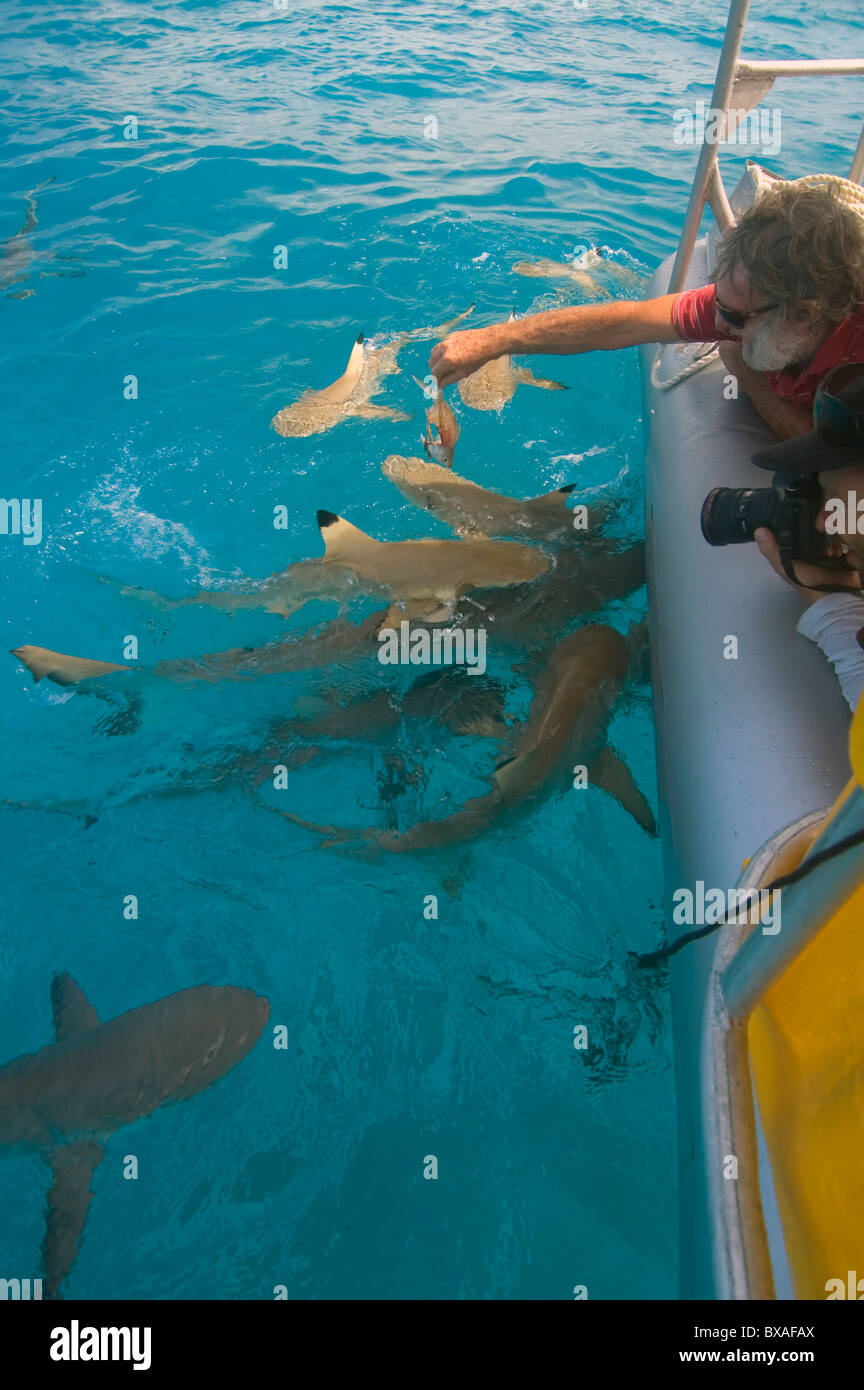 Fütterung und fotografieren Schwarzspitzen (Carcharhinus Melanopterus) und graue Riffhaie (Carcharhinus Amblyrhynchos) Haie, Cocos Keeling Stockfoto
