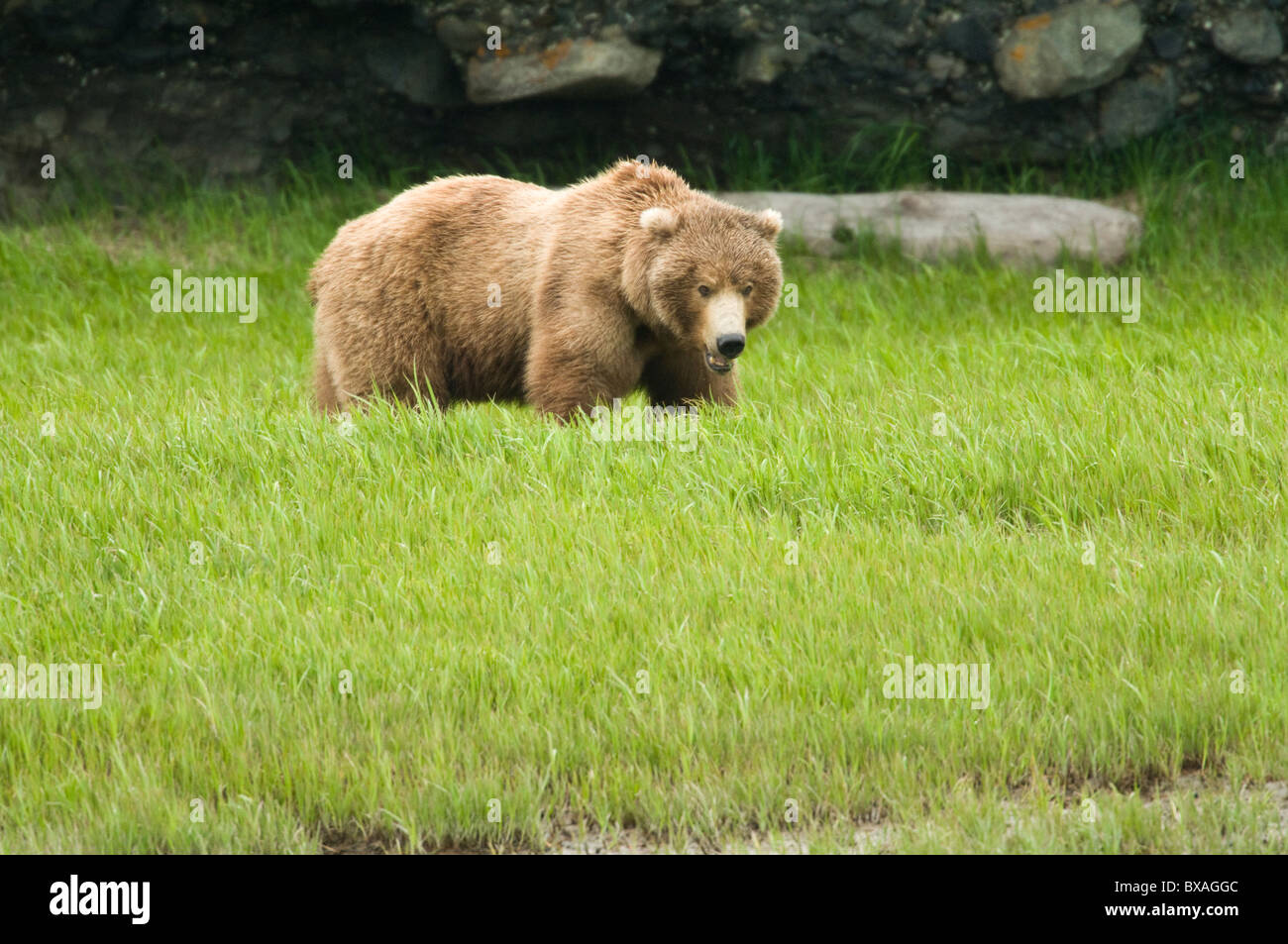 Braune Bären ernähren sich von Segge Rasen früh in der Sommersaison am McNeil River State Game Sanctuary und Zuflucht in Alaska. Stockfoto