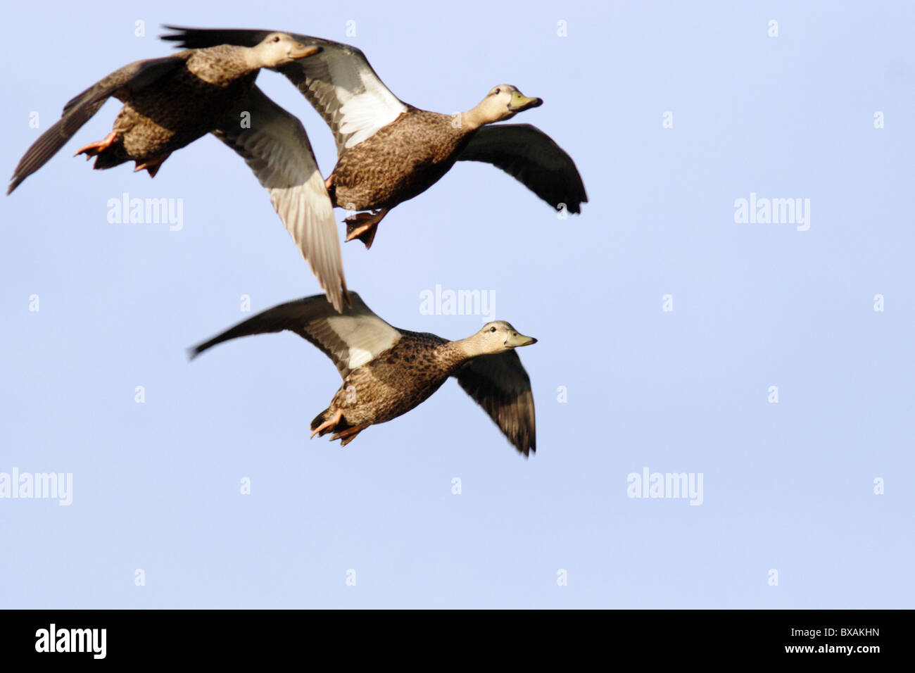 Fleckige Enten im Flug. Stockfoto