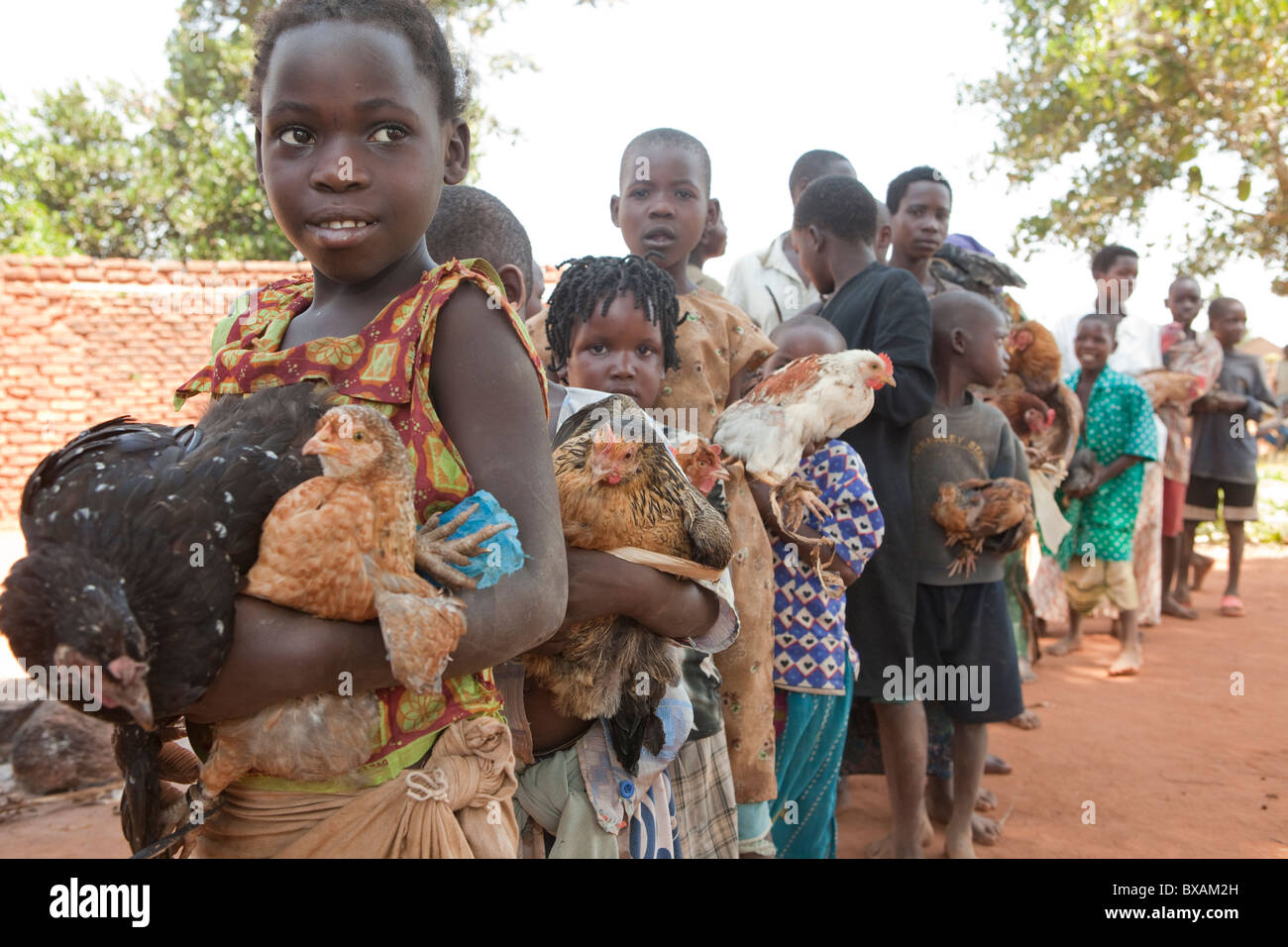 Kinder bringen ihre Hühner zu einem gemeinschaftlichen Impfung Tag in Nampikika Dorf, Iganga Bezirk, östlichen Uganda, Ostafrika. Stockfoto