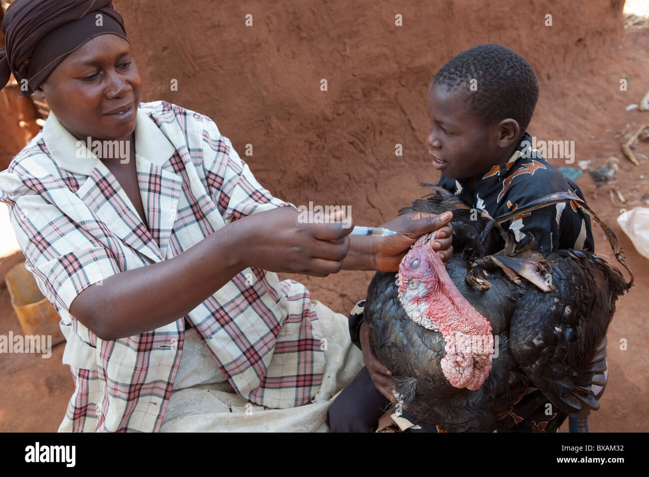 Ein Junge bringt seine Türkei eine Gemeinschaft Impfung Tag in Nampikika Dorf, Iganga Bezirk, östlichen Uganda, Ostafrika. Stockfoto