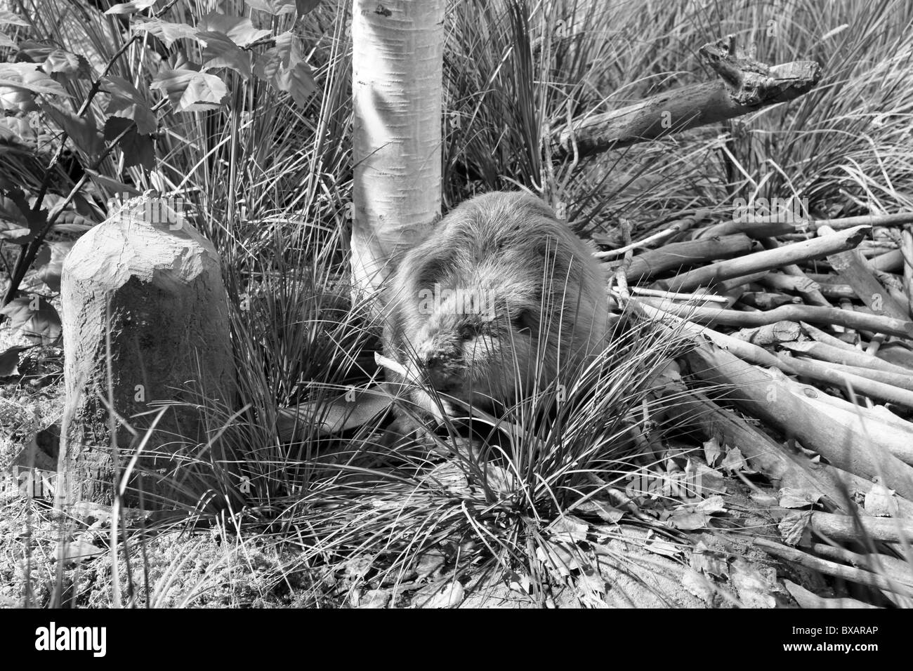 Biber, Tier, nagen, kauen auf einem Baum, Holz, Beaver dam zu machen. Stockfoto