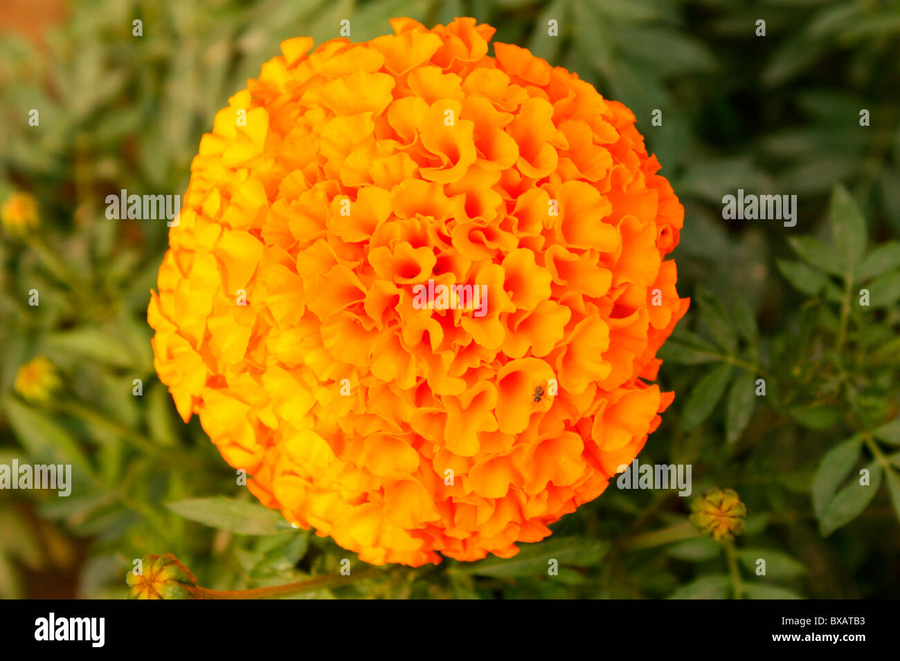 Ringelblume Blume Stockfoto