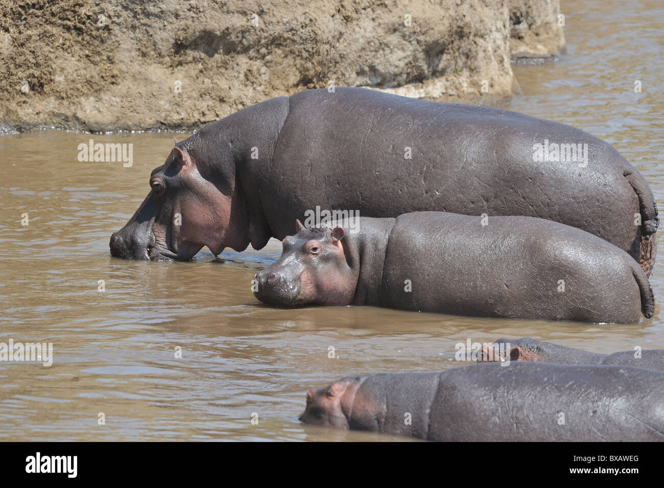 Nilpferd - Flusspferd (Hippopotamus Amphibius) Mutter & Kalb Stand in der Nähe der Bank den Mara Fluss - Kenia - Ost-Afrika Stockfoto