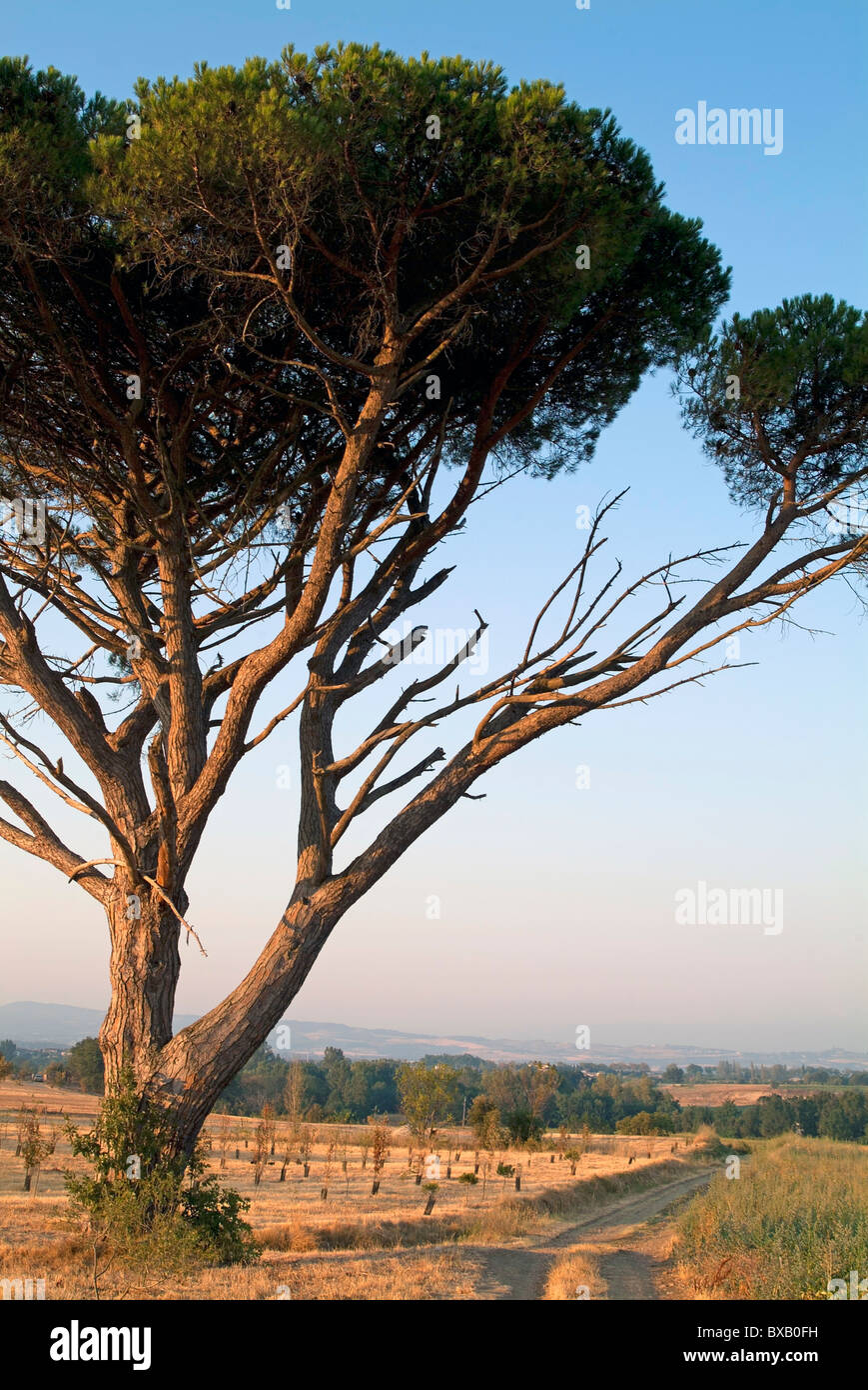 Kiefer auf einem Feldweg vorbei in Carcassonne, Alzonne, Frankreich. Stockfoto