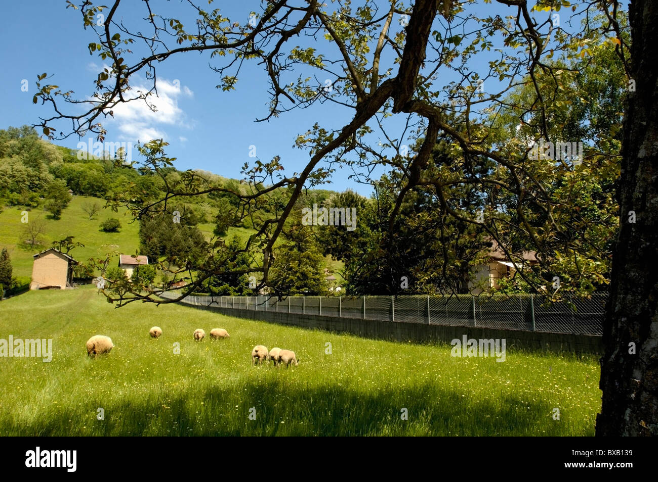 Schafe weiden in einem Feld auf einer Farm im Frühjahr, Ruy, Isère, Frankreich. Stockfoto