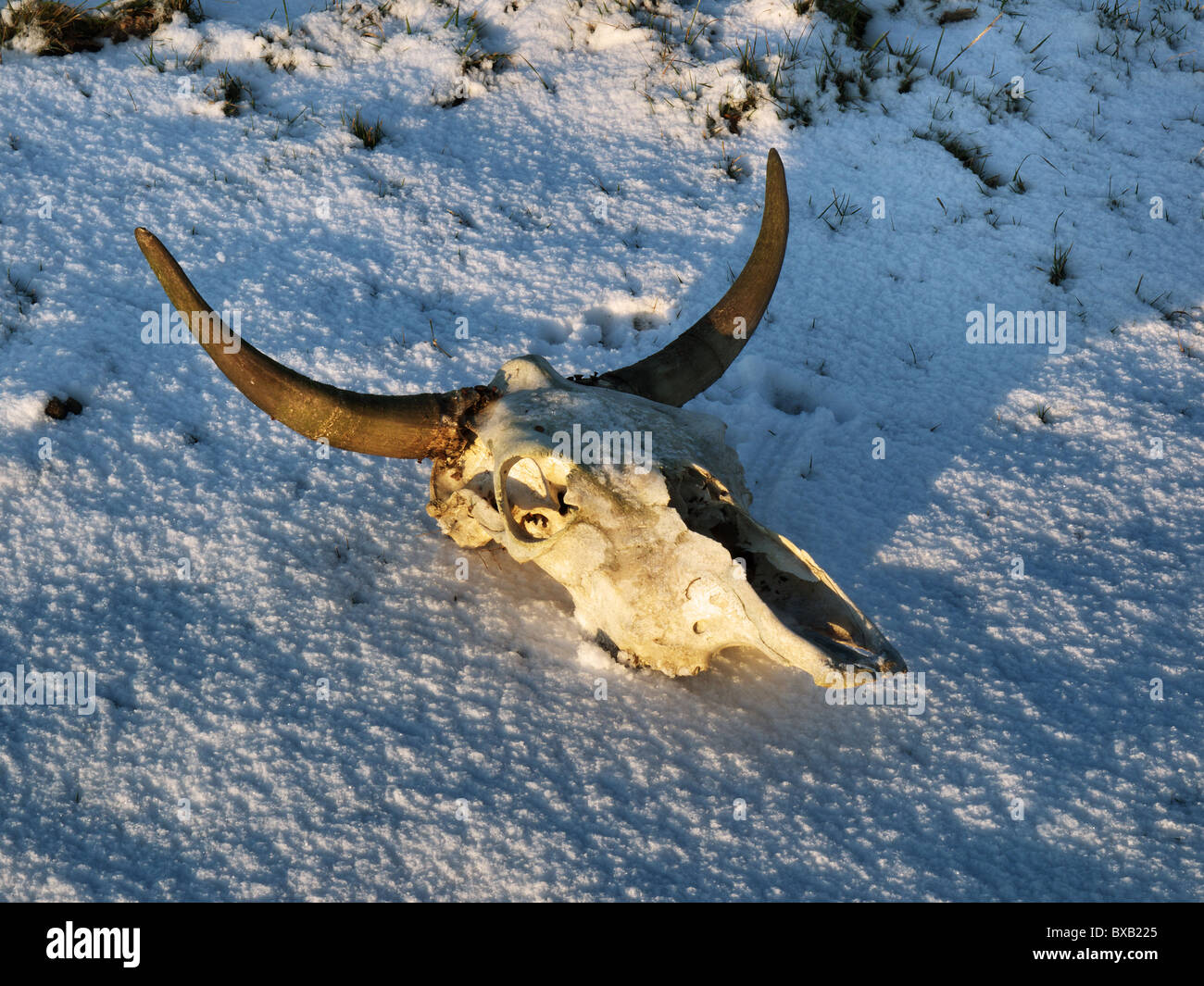 Büffelschädel auf einer verschneiten Ebene. Stockfoto