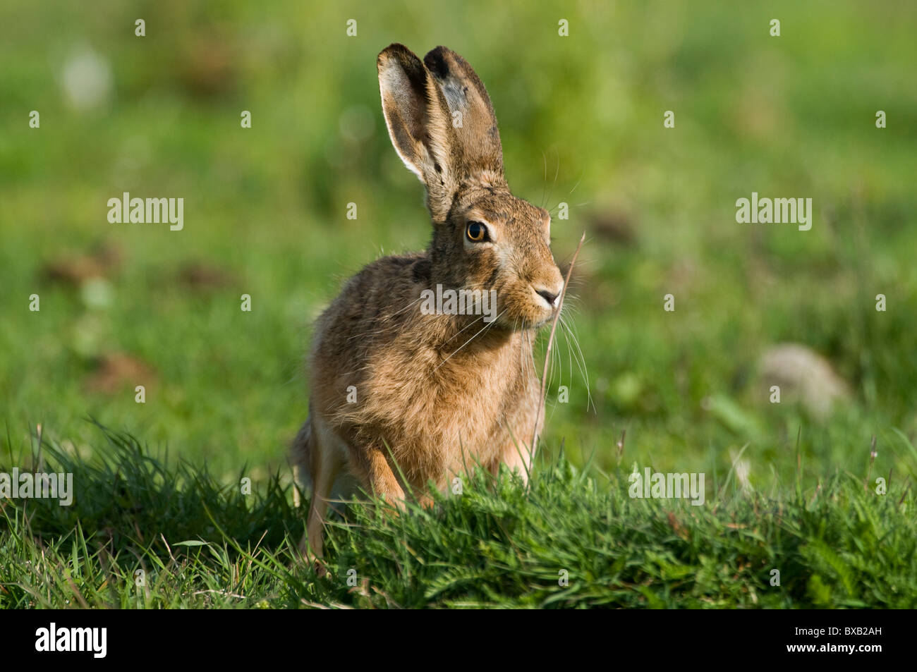 Hasen auf dem Rasen Stockfoto