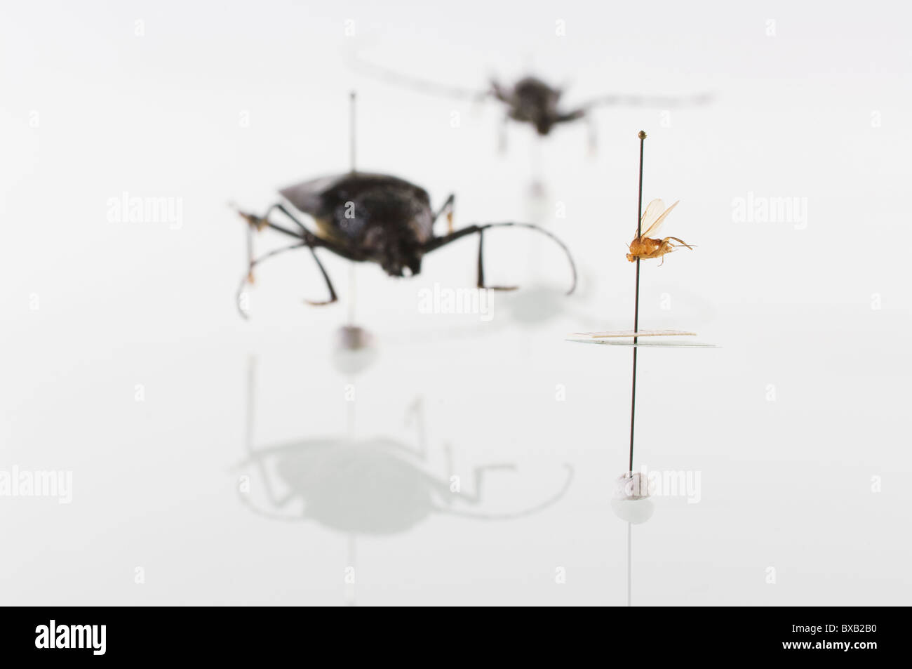 Studioaufnahme von Bug Exemplaren auf weißem Hintergrund Stockfoto