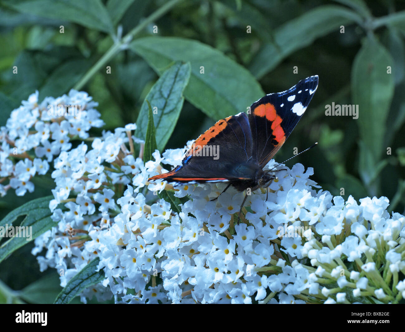 Vanessa Atalanta, Schmetterling auf einer Blüte der Buddleja Davidii Busch saugen Nektar. Stockfoto