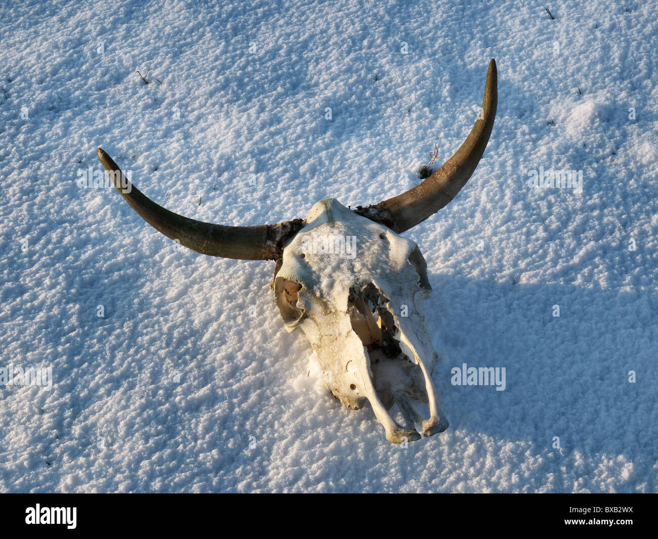 Büffelschädel auf einer verschneiten Ebene. Stockfoto