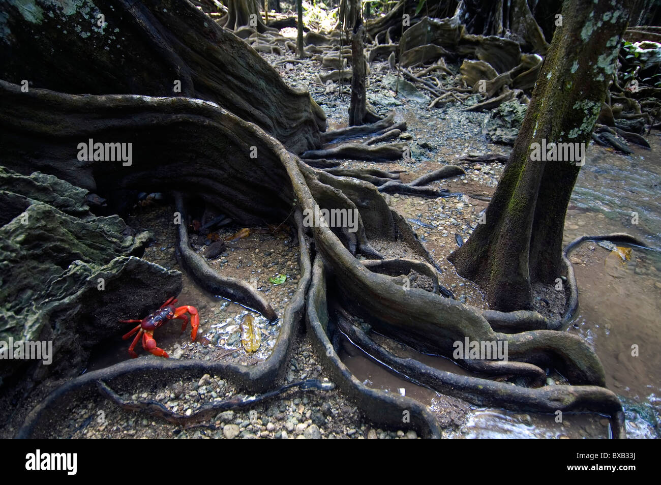 Rote Krabbe (Gecarcoidea Natalis) auf Waldboden mit Wurzeln der Tahitian Kastanienbäume (Inocarpus Fagifer), Hugh Dale Stockfoto