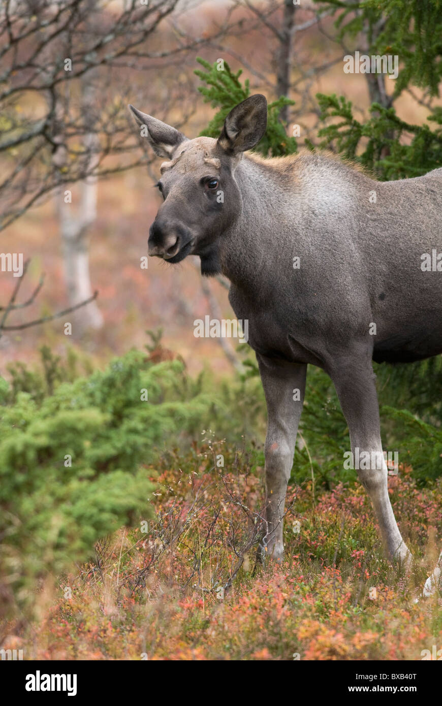 Elche im Wald Stockfoto