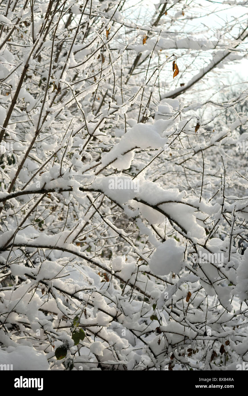 Winter Baum Busch England uk Stockfoto