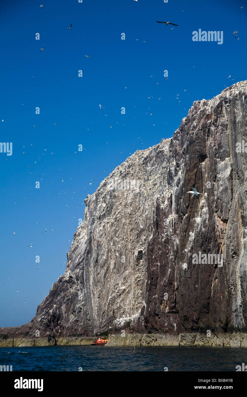 Die Tölpelkolonie Bass Rock Stockfoto