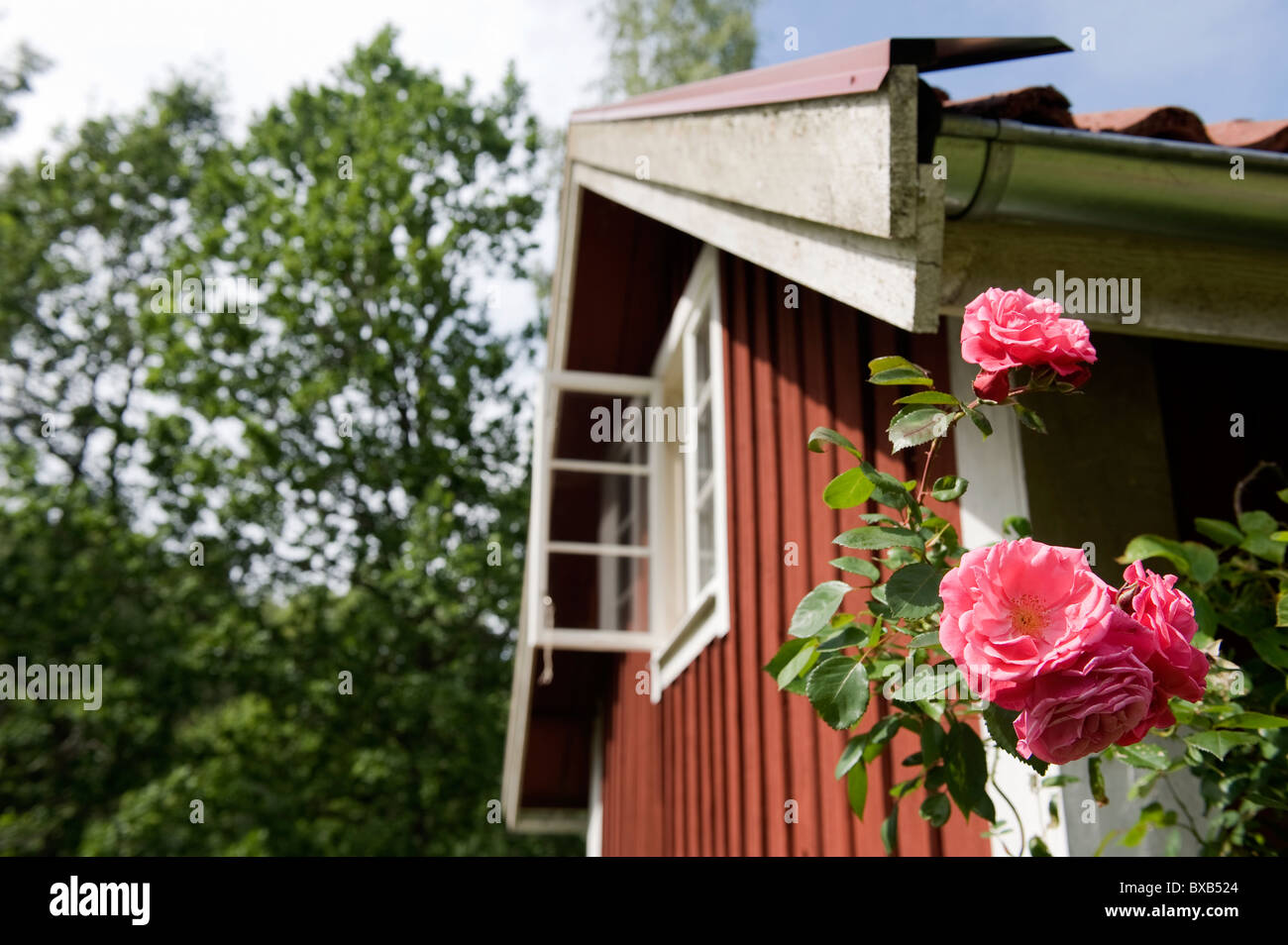 Ansicht der Rose mit Hütte im Hintergrund Stockfoto