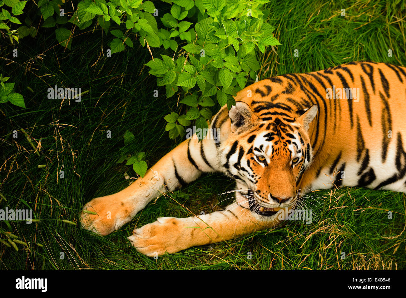 Tiger auf dem Rasen liegend Stockfoto
