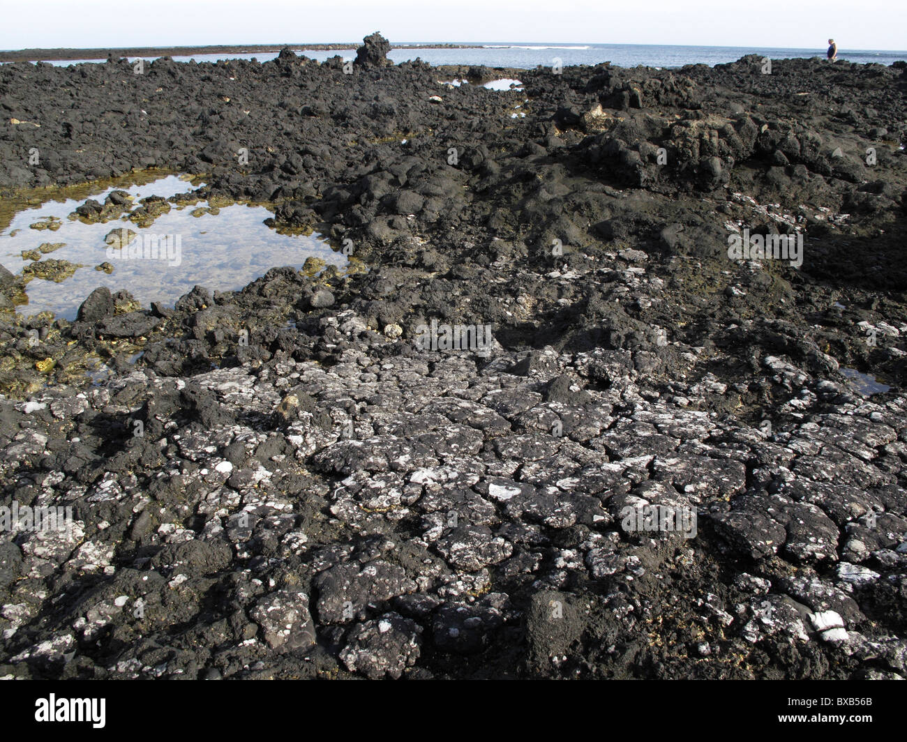 Bitumen auf einer felsigen Küste, die nach einer Ölpest, Lanzarote, Kanarische Inseln, Spanien, Europa Stockfoto