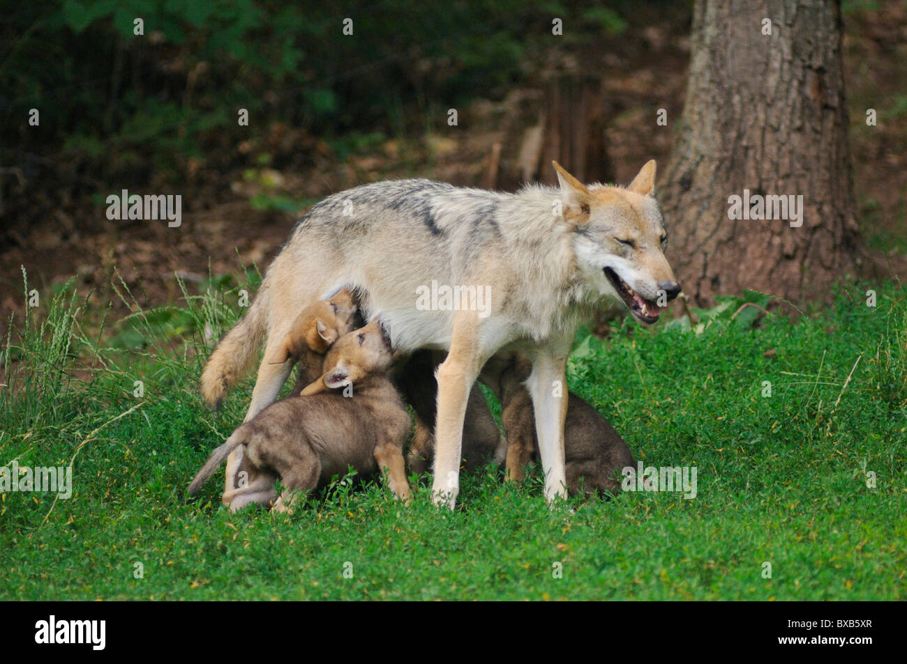Europäischer Wolf (Canis Lupus) mit jungen Spanferkel Stockfoto