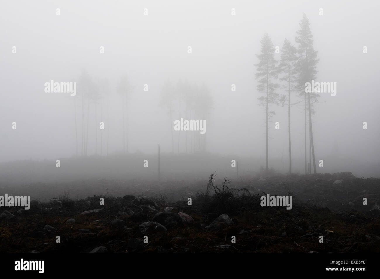 Bäume im dichten Nebel Stockfoto