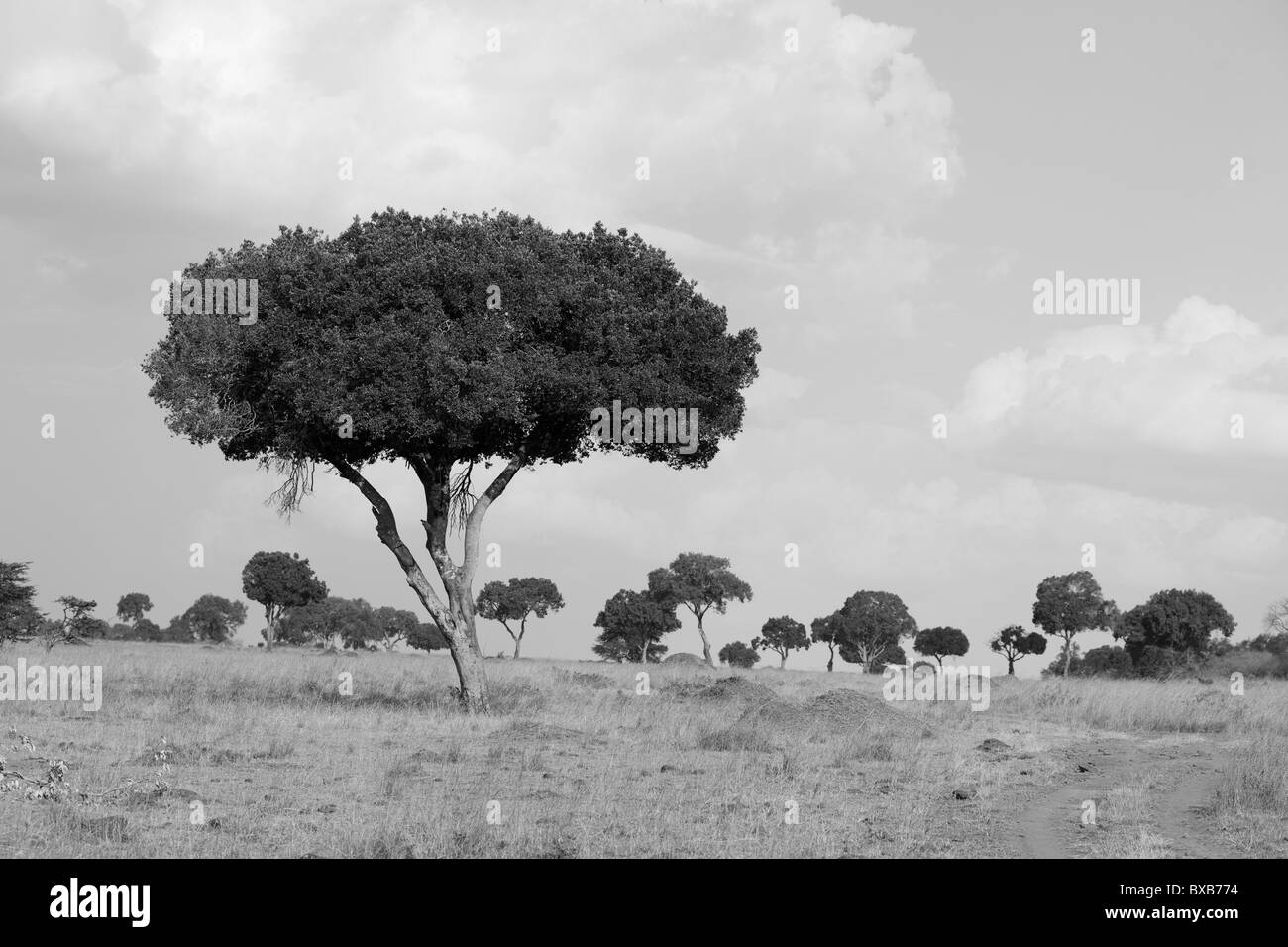 Kenia-Landschaft Stockfoto