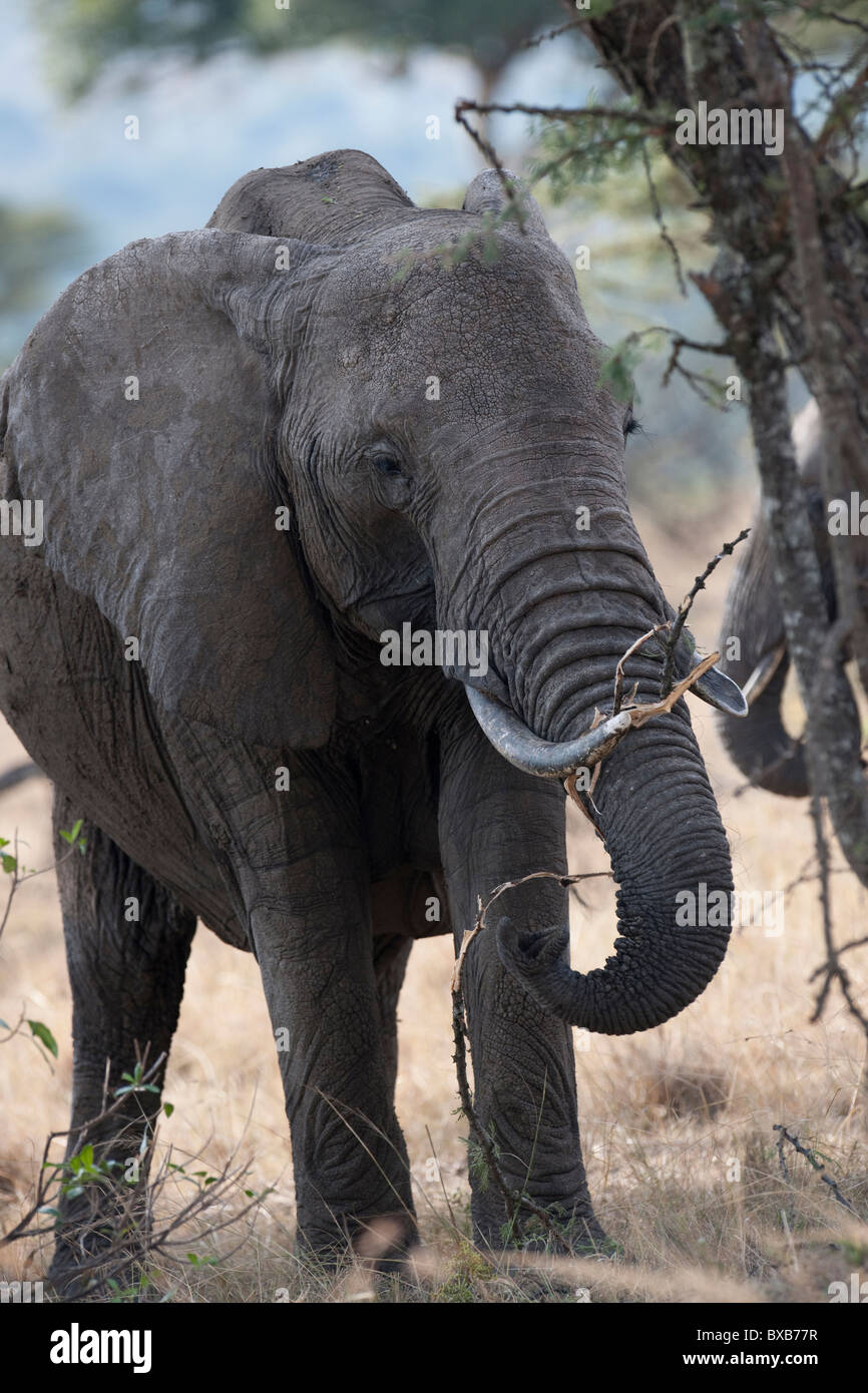 Elefanten in Kenia Stockfoto