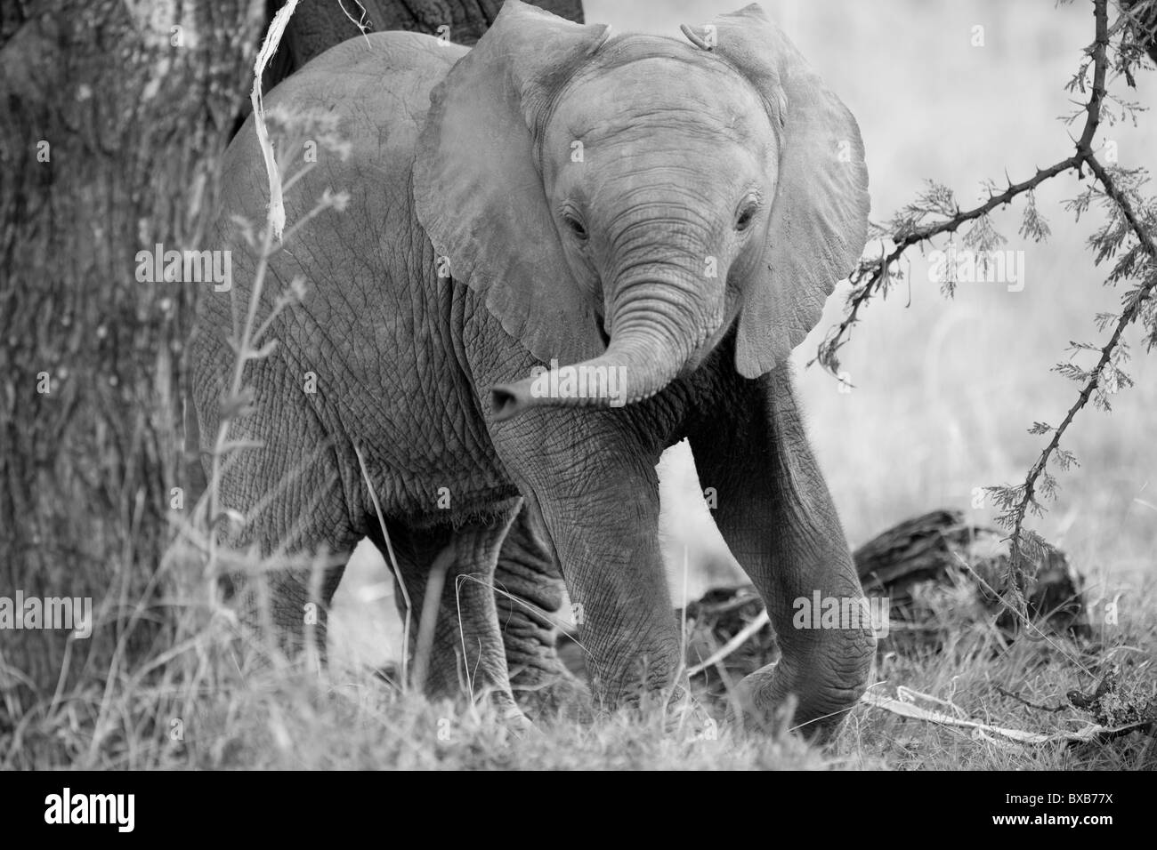 Elefanten in Kenia Stockfoto