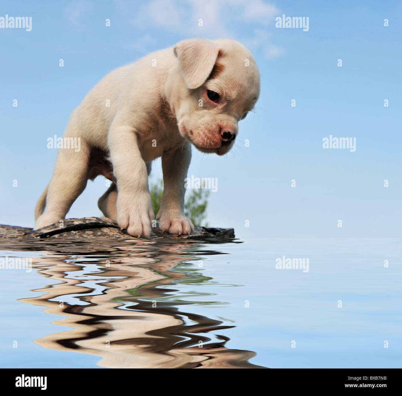 reinrassige Welpen weiße Boxer mit seinem Spiegelbild im Wasser Stockfoto
