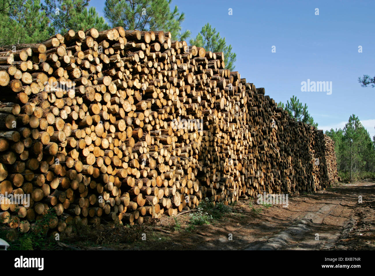 Viel Holz, gestapelt anmeldet, Holzindustrie, in der Nähe von Arcachon, Atlantikküste, Bordeaux, Frankreich, Europa Stockfoto
