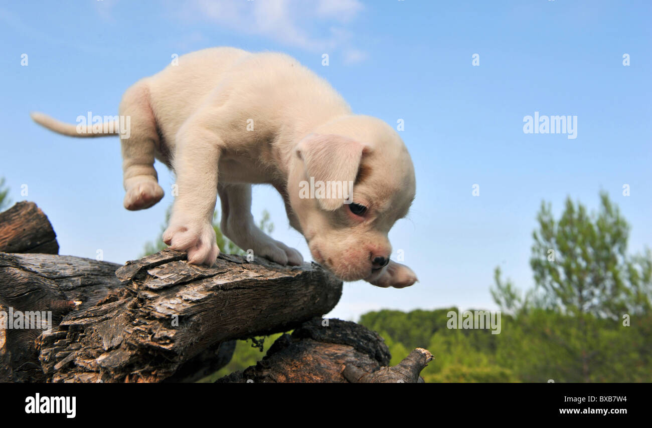 sehr niedlich weißen kleinen Welpen Boxer in der Natur Stockfoto