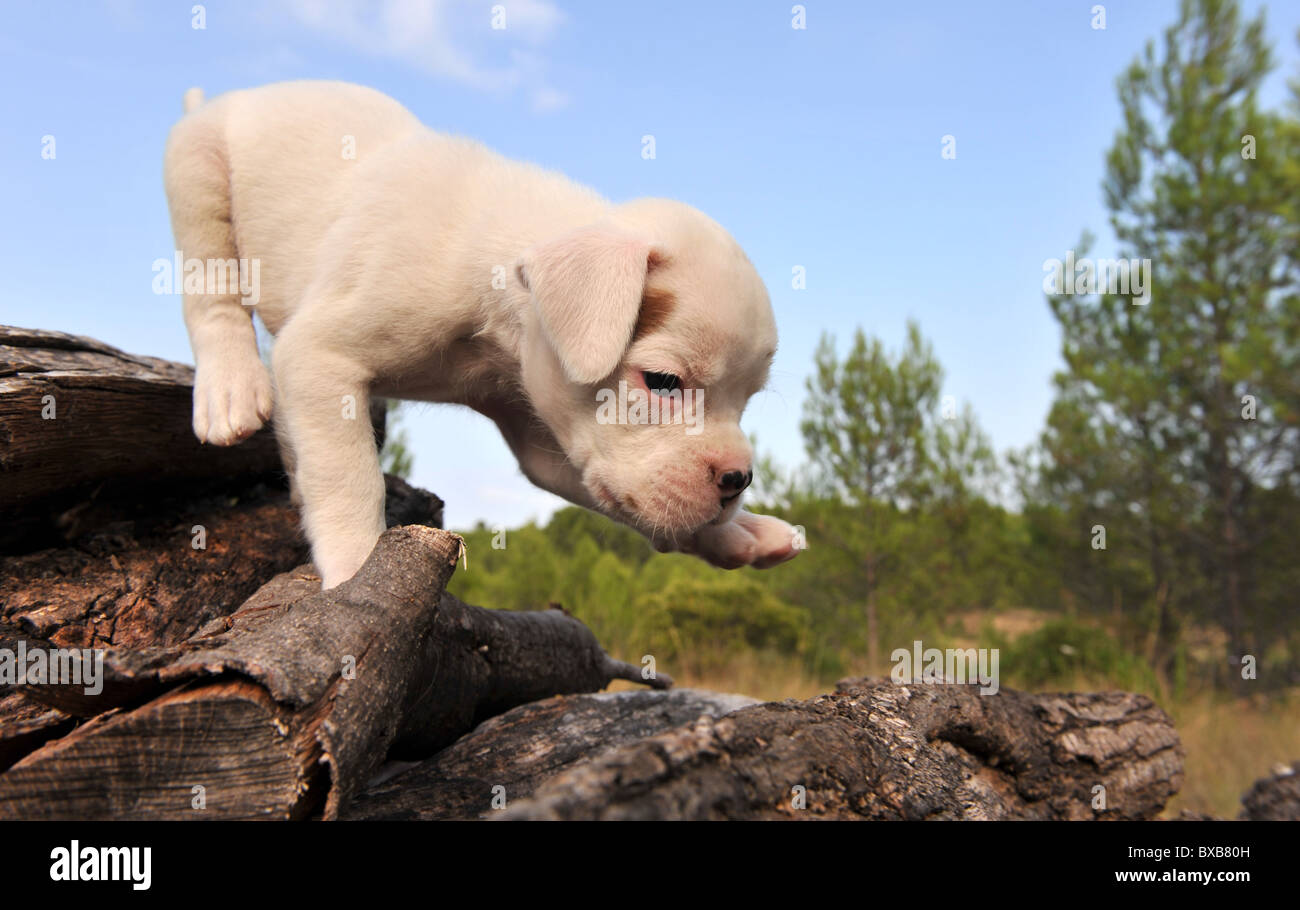 sehr niedlich weißen kleinen Welpen Boxer in der Natur Stockfoto