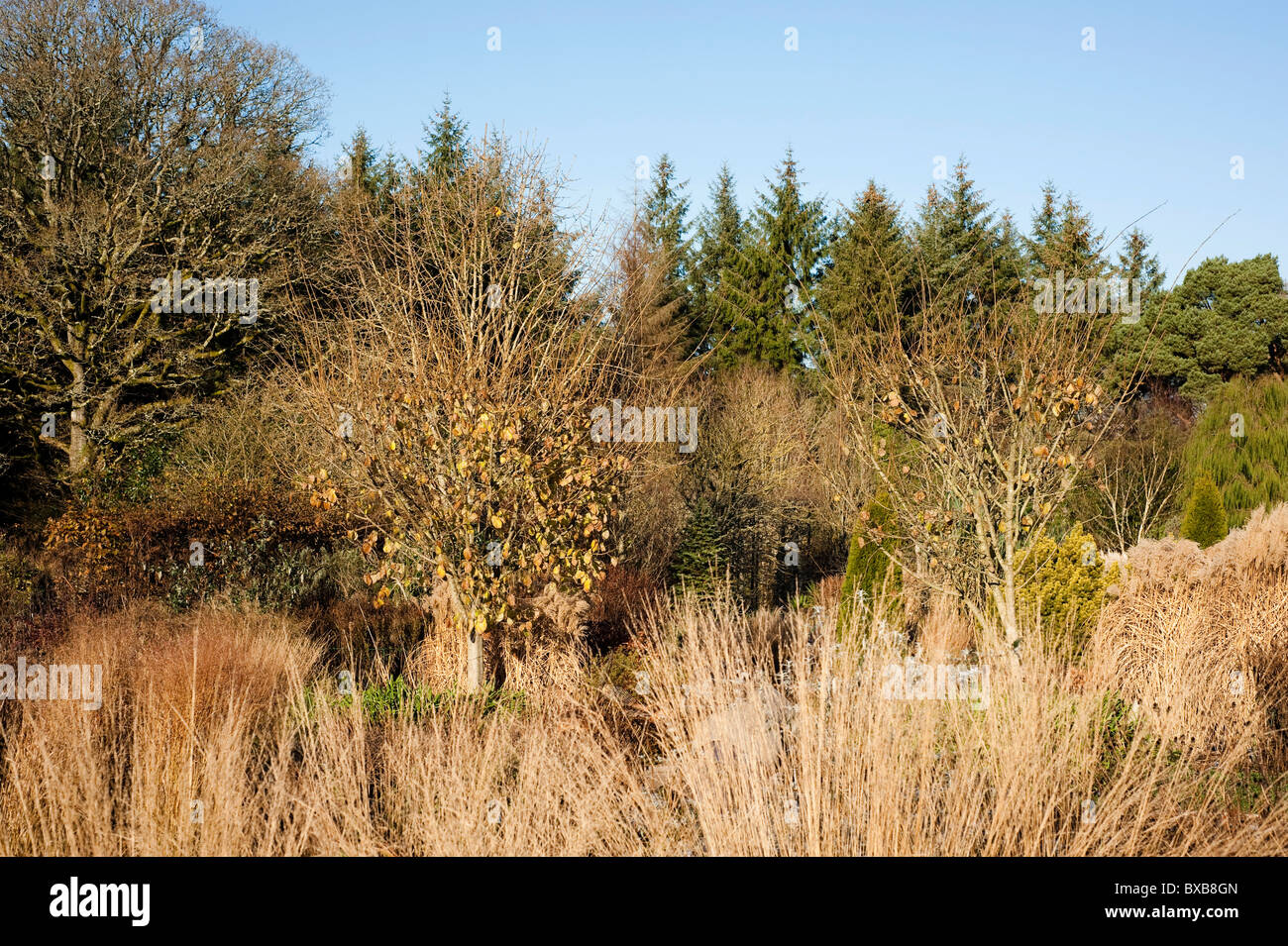 Heißen Sie Platz/Garten über, das Laub und die Plantsman im November bei RHS Rosemoor, Devon, England, Vereinigtes Königreich Stockfoto