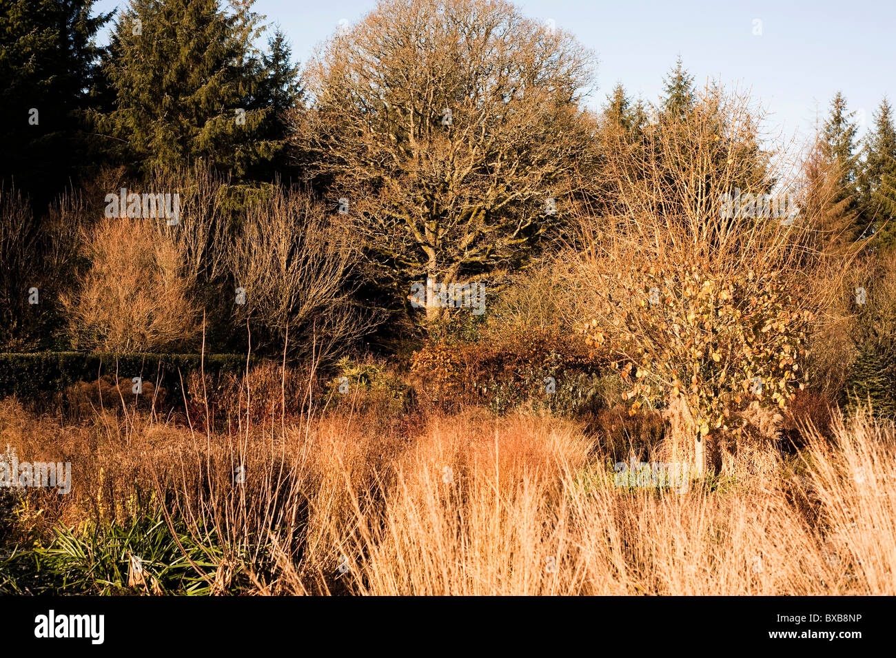 Heißen Sie Platz/Garten über, das Laub und die Plantsman im November bei RHS Rosemoor, Devon, England, Vereinigtes Königreich Stockfoto