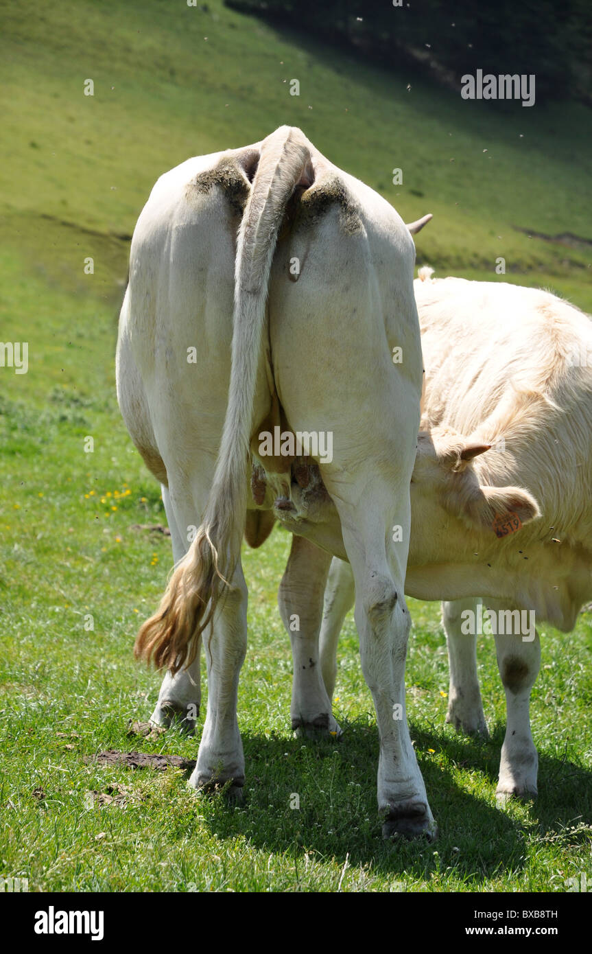 Kalb trinken Stockfoto