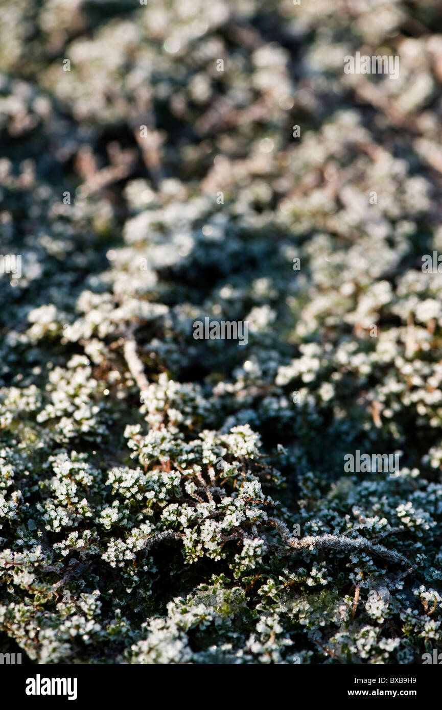 Frost bedeckt Mentha Requienii, korsische Minze, im November Stockfoto