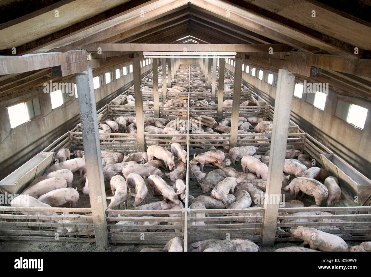 Kleines Schwein-Bauernhof von oben Stockfoto