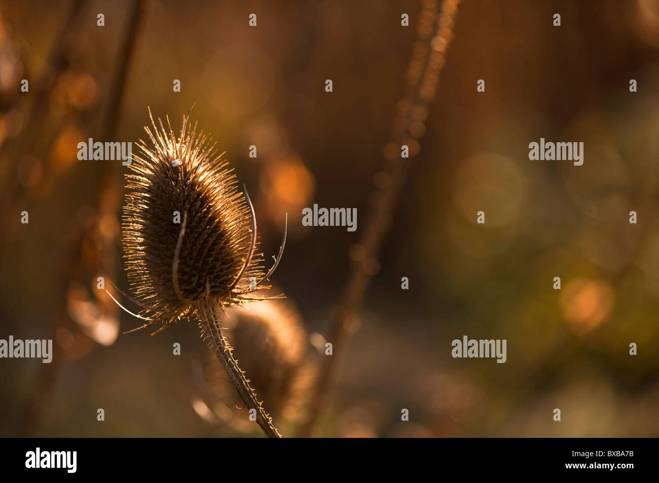 Karde Saatgut Kopf, Dipsacus Fullonum, im November Stockfoto