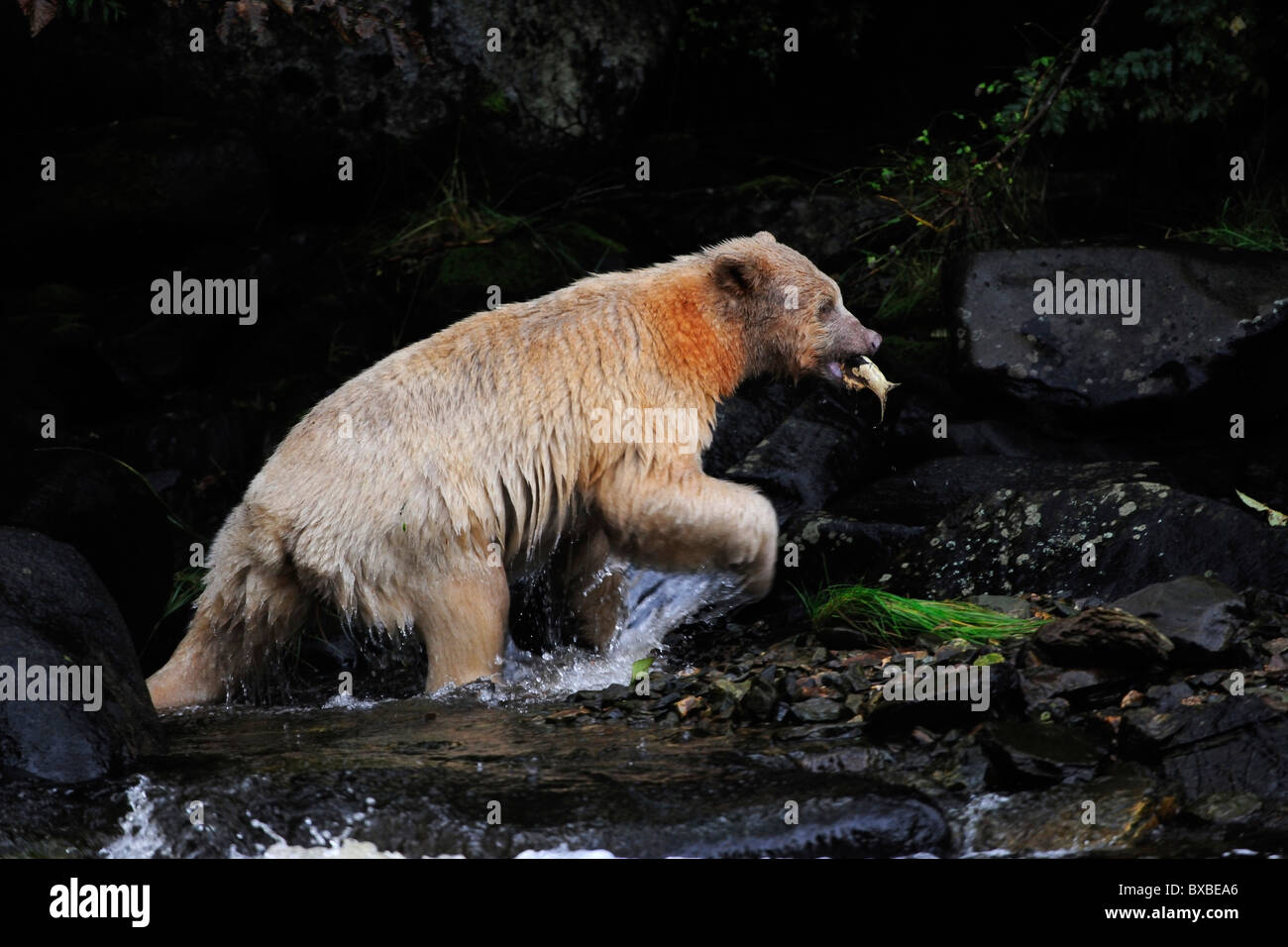 Schwarzer Bär (Ursus Americanus), bekannt als Spirit Bear wegen seiner weißen Pelz, pazifischen Regenwald, Kanada Stockfoto