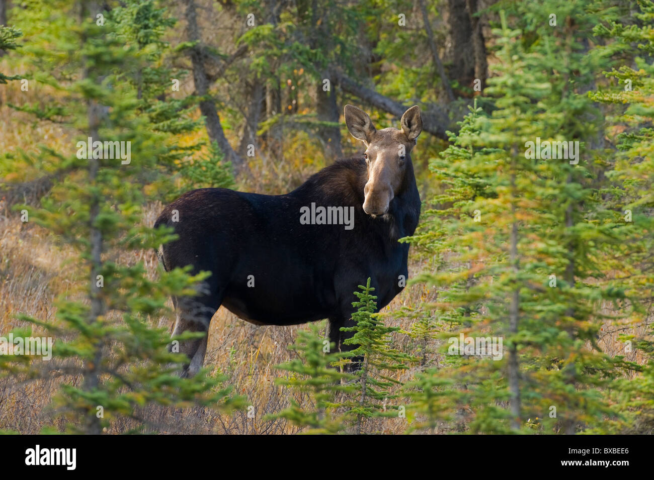 Ein horizontales Bild eine wilde Kuh Elch stehen in einem Waldgebiet wacher Blick zurück über die Schulter auf Anzeichen von Gefahr Stockfoto