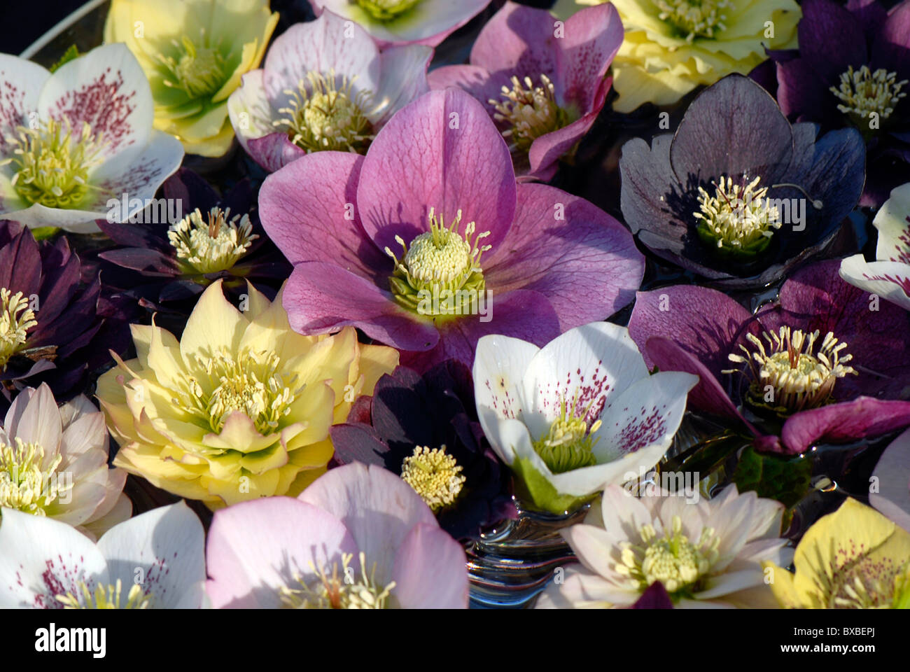 Eine Auswahl von Frühling blühende Nieswurz Blumen auch als Fastenzeit Rosen oder Weihnachten Rosen bekannt Stockfoto
