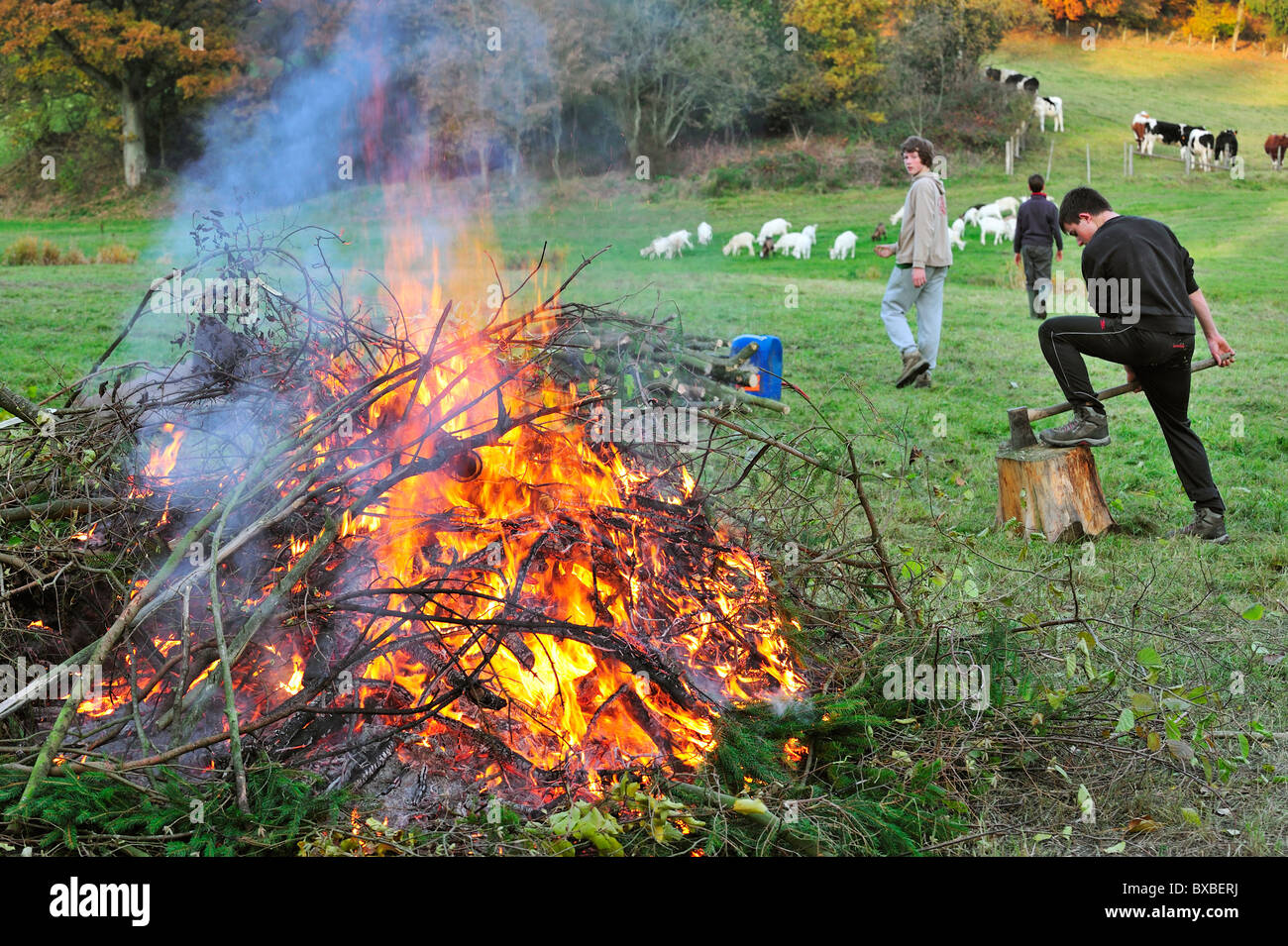 Arbeitende Jugendlichen machen riesige Feuer durch das Verbrennen von Beschneidungen / Drum und dran auf Bauernhof, Ardennen, Belgien Stockfoto
