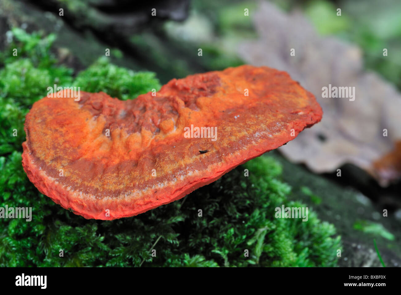 Zinnober rot Polypore (Pycnoporus Cinnabarinus / Polyporus Cinnabarinus) auf Baumstamm Stockfoto