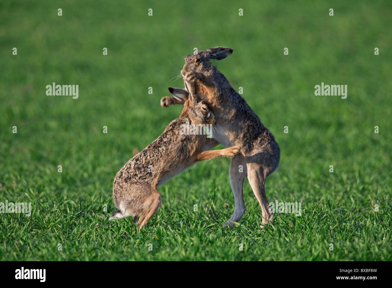 Braun Feldhasen (Lepus Europaeus) Boxen / Kämpfe im Feld während der Brutzeit, Deutschland Stockfoto