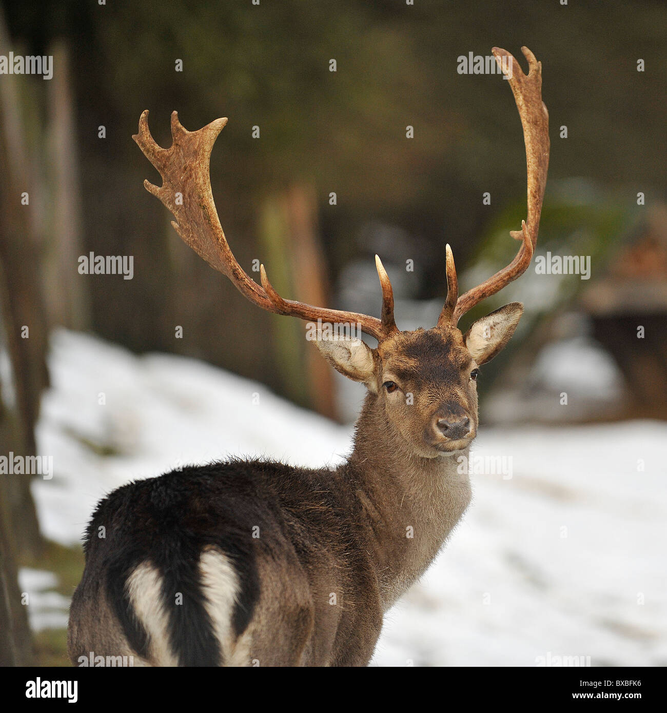 Damwild Buck männlich im Schnee Stockfoto