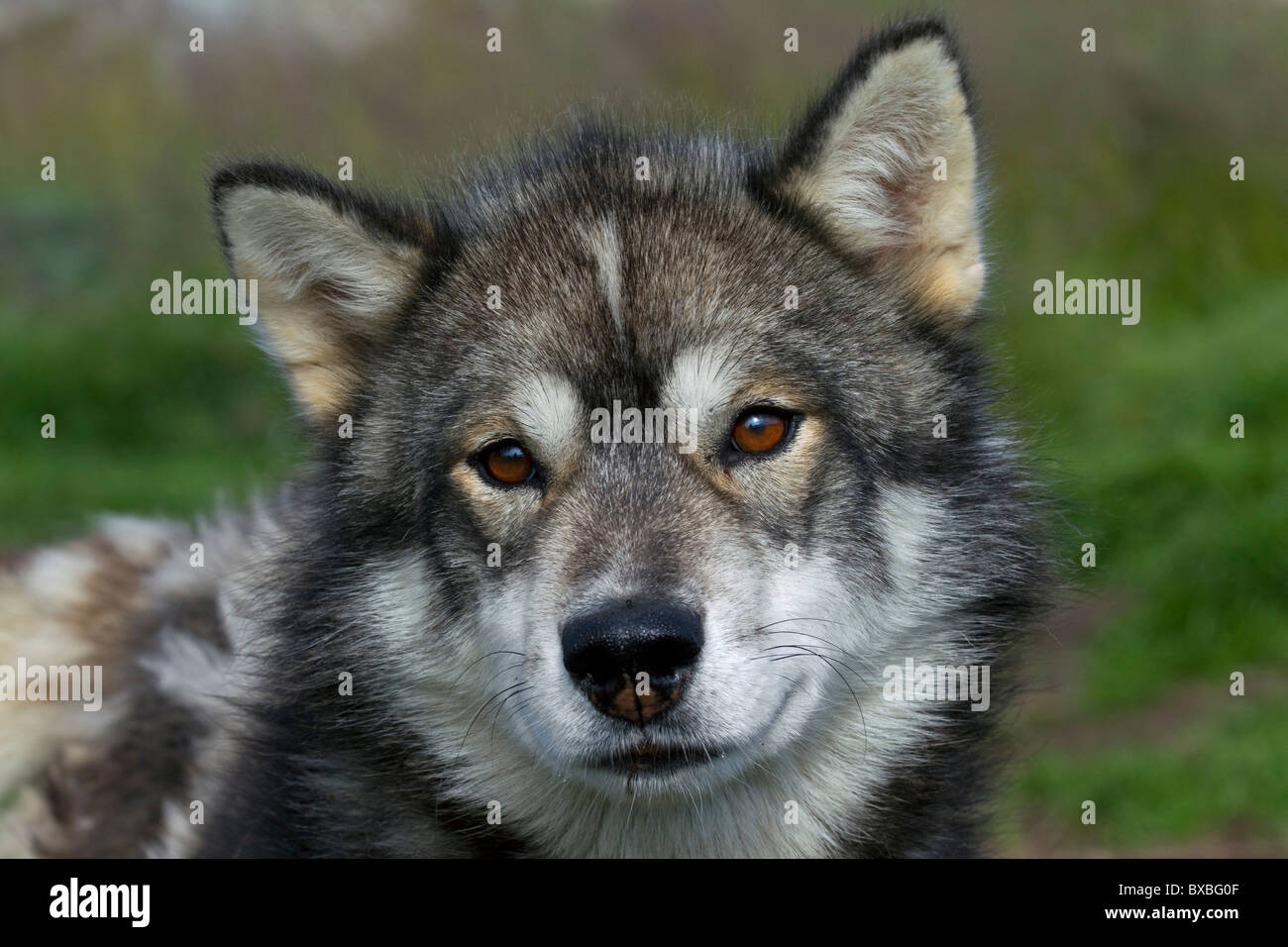 Grönlandhund (Canis Lupus Familiaris), mit dem Schlitten Hund, Ilulissat, West-Grönland, Grönland Stockfoto