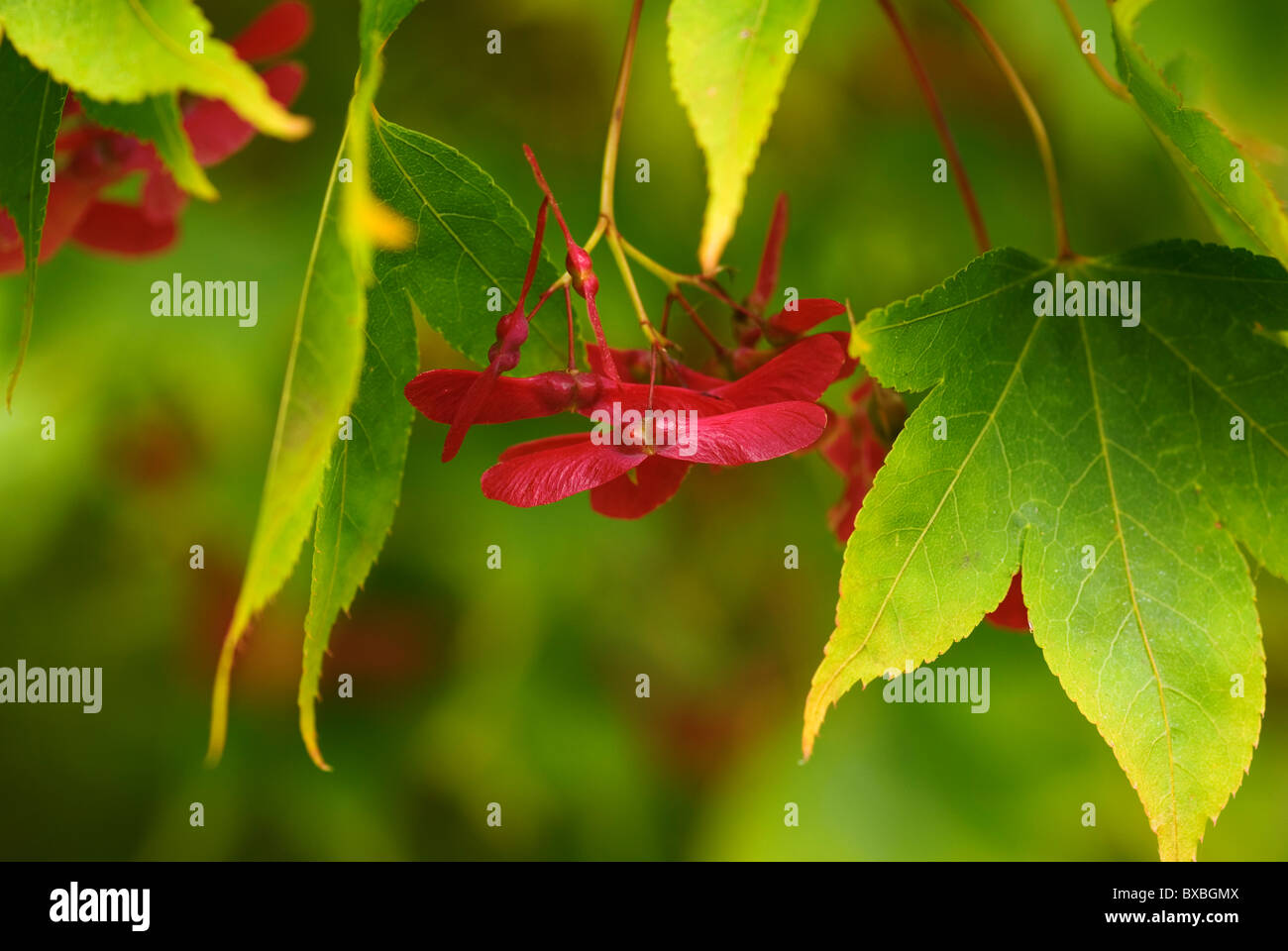 ACER PALMATUM OZAKAZUKI JAPANISCHER AHORN SAMARAS Stockfoto